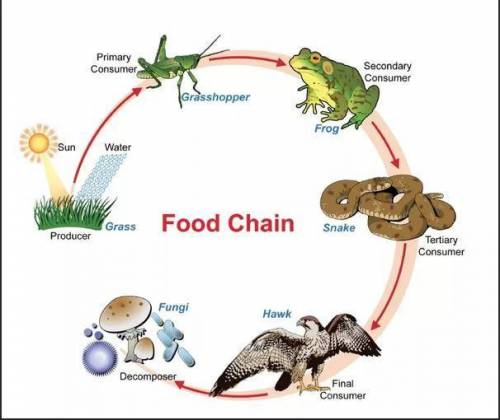 a food chain is one path energy takes from one organism to another. True or false?