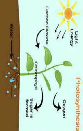 What is photosynthesis