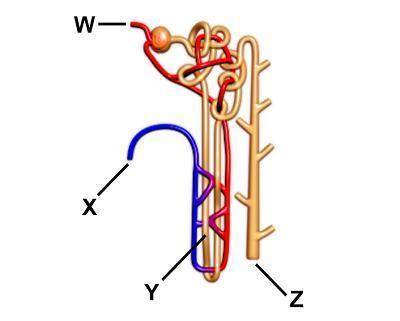 The diagram shows a nephron. Where is the blood first filtered? W X Y Z
