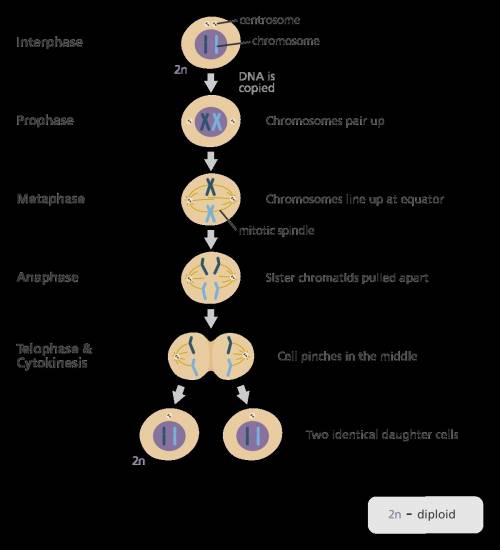 Stages of mitosis and what happens in each stage.