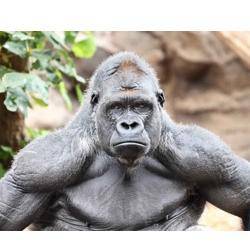 Who would win in a fight?... A silverback gorilla or 4 Navy Seals?