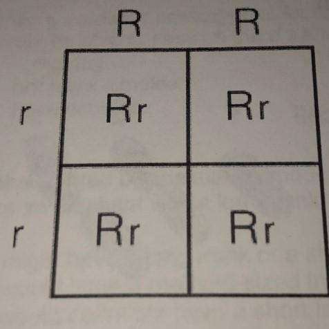 All 113 baby mice in an experiment are Rr, the parents are probably (do a Punnett square to be sure)