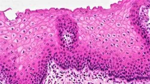 Correctly identify this tissue type and then label the features of the tissue.