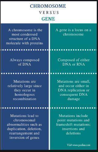 Similarities between gene and chromosomes