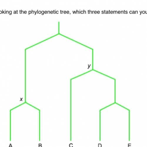 Looking at the phylogenetic tree, which three statements can you make about the interconnectedness o