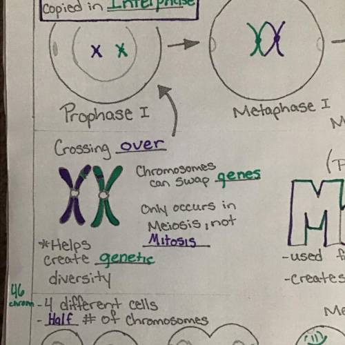 1. Crossing over during meiosis produces

chromosomal abnormalities
too many chromosomes
genetic m