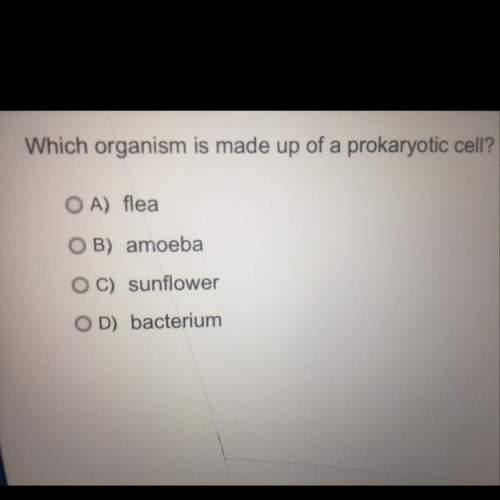 Which organism is made up of a prokaryotic cell ?