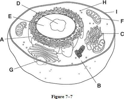 Identify each of the cell structures indicated in figure 7-7 and explain their role?