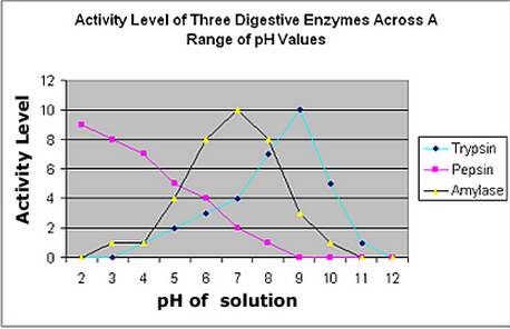 The graph illustrates the activity level of three common digestive enzymes, across a range of ph val