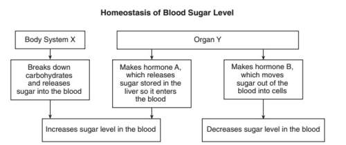 "when body system x releases too much sugar into the blood, the body can maintain homeostasis by mak