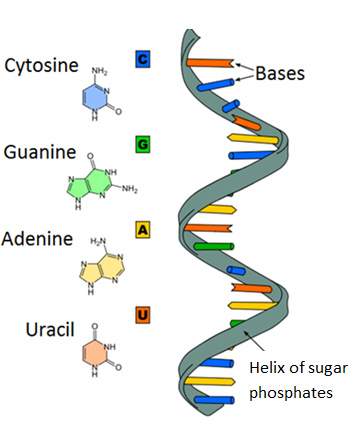The diagram shows a nucleic acid in the shape of a helix. which sugar is pre