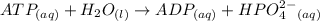 ATP_{(aq)} + H_2O_{(l)} \to ADP_{(aq)}+ HPO_4^{2-}} _{(aq)}