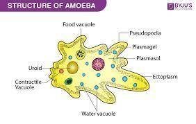 What is meant by amoeba and what is the name of its parts
