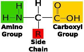 An amino acid molecule includes a central carbon atom bonded to , a carboxyl group, and a hydrogen a