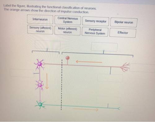 Label the figure ,illustrating the functional classification of neurons.the orange arrows show the d