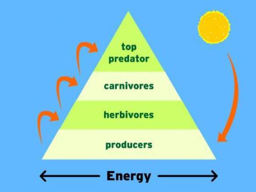 How does the top level of an energy pyramid compare to the bottom level of that energy:

O it contai