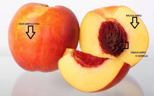 Draw a cross section of a peach, and label the structures. What parts of the flower give rise to the