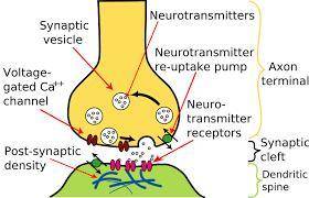 Neurotransmitter release is an example of(1 point) cyclical behavior. autocrine signaling. paracrine