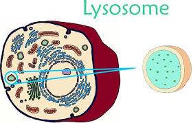 What does a lysosome look like