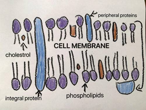 Which of the following statements best describes the function of a cell membrane?

( WILL MARK BRAIN