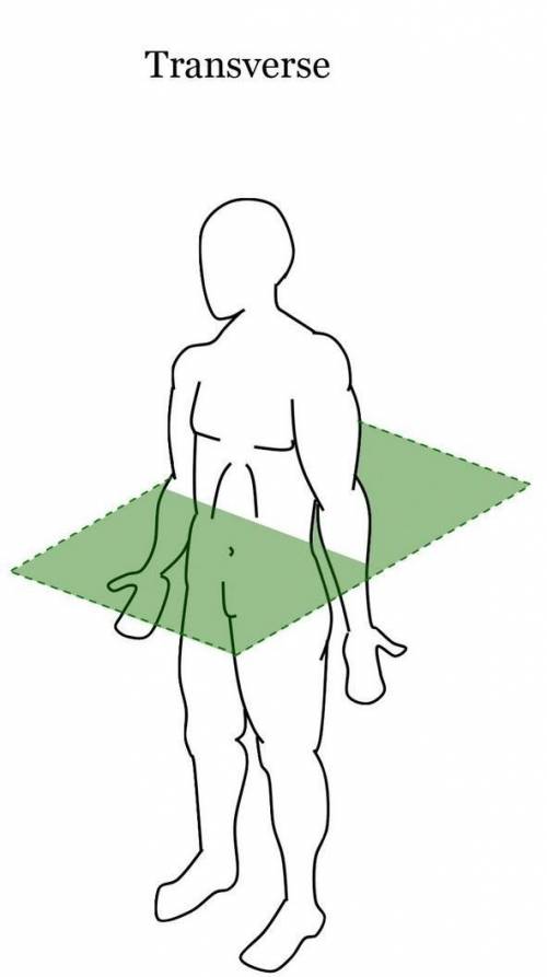 Identify and describe the three invisible planes that divide the human body ?