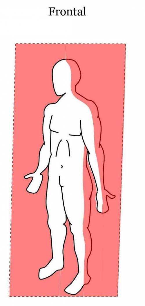 Identify and describe the three invisible planes that divide the human body ?