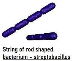 The peptidoglycan cell wall and the one or two membranes present also impart a three-dimensional sha