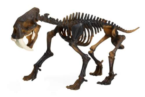 The picture below shows the skeleton of an extinct mammal. based on anatomic