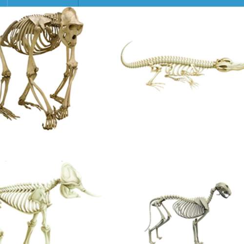 The picture below shows the skeleton of an extinct mammal. based on anatomical sim