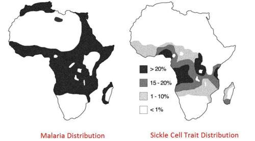 People who are heterozygous for sickle cell anemia have the “sickle cell trait.” this is a much mild