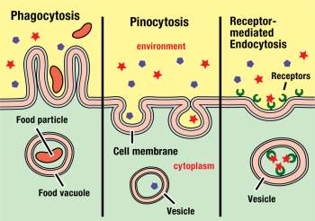 The cell transport process that is opposite of the three pictured is called. a.endocytosis. b.osmosi