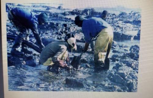 The people in this photo are cleaning a beach after an oil spill. which of the following would be i