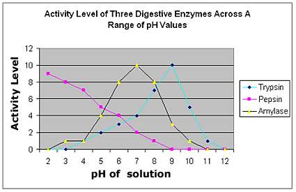 Enzymes are both ph and temperature specific. seen here are the reaction rates of three common diges