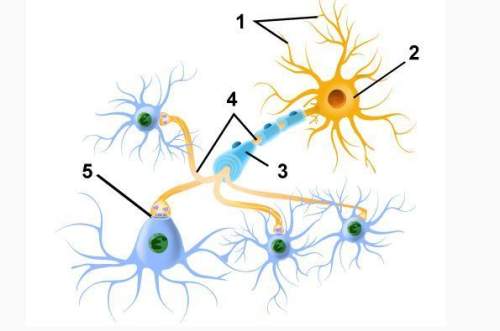This is an image of a neuron  what is the part labeled 1?