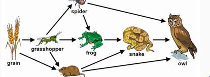 The diagram below shows the food web of a particular ecosystem. which change would most likely occur