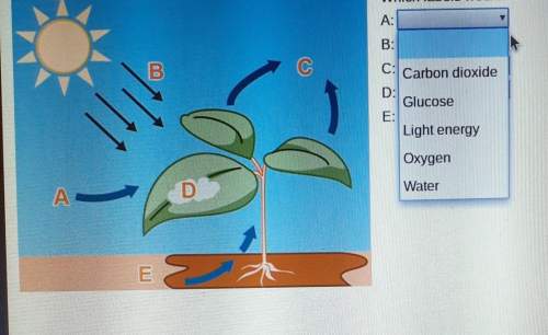 Which labels would correctly model photosynthesis?
