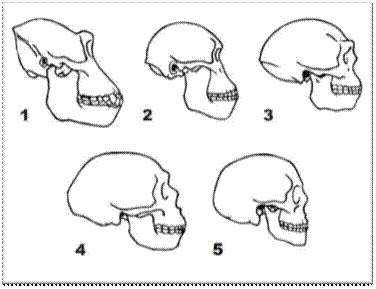 Skulls of  (1) modern gorilla,  (2) australopithecus afarensis,  (3) homo erectus,