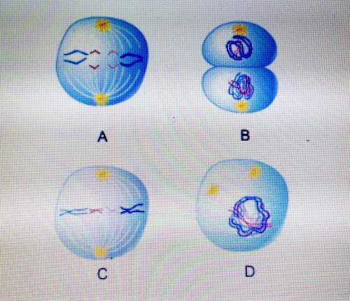Which picture illustrates the anaphase stage of mitosis?