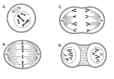 What step of mitosis is illustrated in diagram a of figure 10-1? explain what occurs during that st