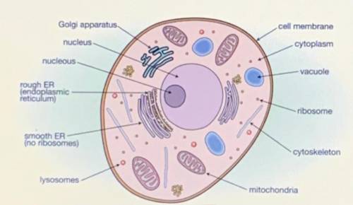 Drag each label to the correct location on the image.

A diagram of an animal cell is shown below. E