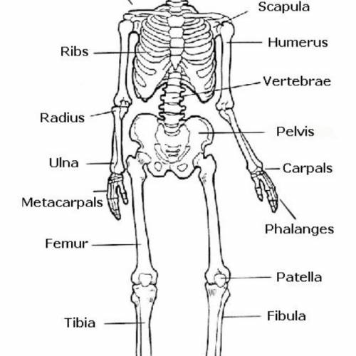 What seven bones in your body can be used as levers