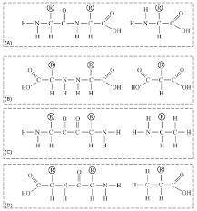 Which of the following correctly illustrates a dipeptide and an amino acid in the optimal position t