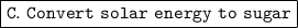 \boxed {\tt C.\ Convert \ solar \ energy \ to \ sugar}