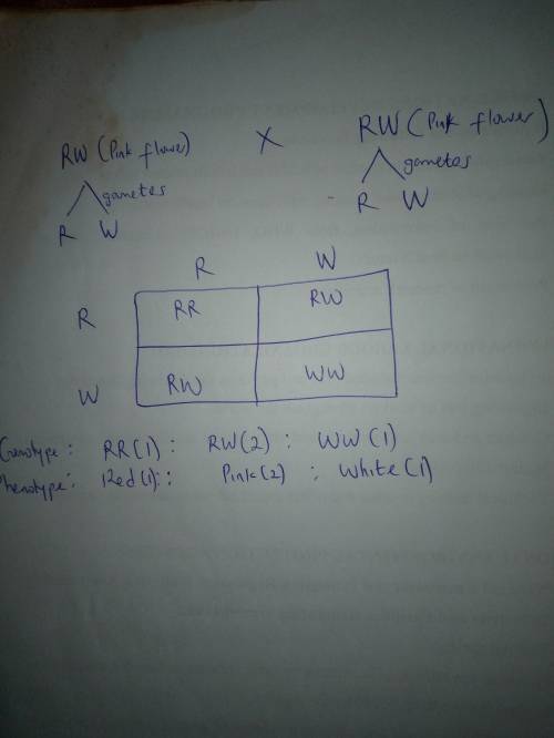 In four oʼclock plants, R is the allele for red color and W is the allele for white color. Two pink