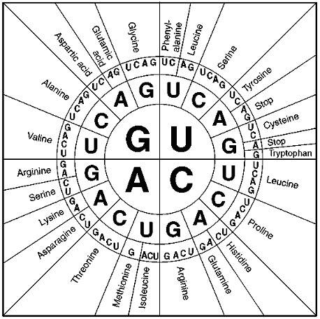 What does the figure above show?  a)anticodons b)exons c)introns d)the genetic code