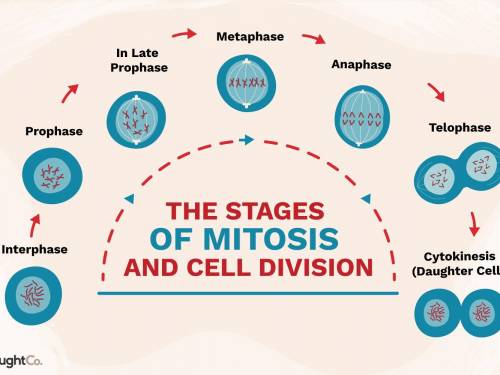 Draw the stages of mitosis