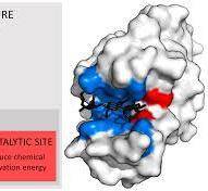 The induced fit model says enzyme active site can be molded, so why then enzyme are specific for sha