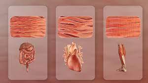 What do skeletal muscle tissue and cardiac muscle tissue have in common