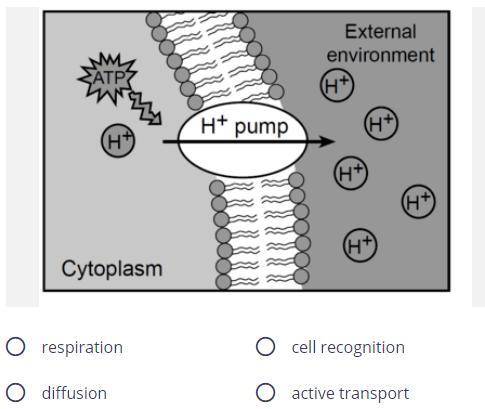 the diagram below represents a portion of a cell membrane. The arrow indicates that the cell membran