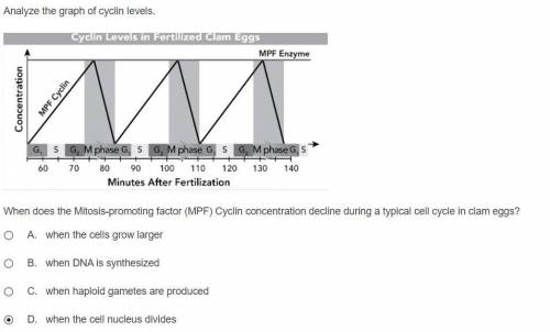 When does the Mitosis-promoting factor (MPF) Cyclin concentration decline during a typical cell cycl